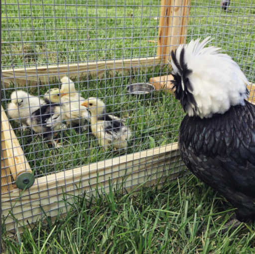 watchingchicks