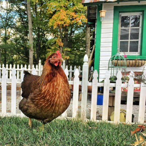 Dealing with our Broody Chickens - Broody Welsummer Hen