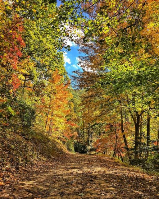 Fall Color Bryson City, NC - Buffalo Creek Cabin Rentals