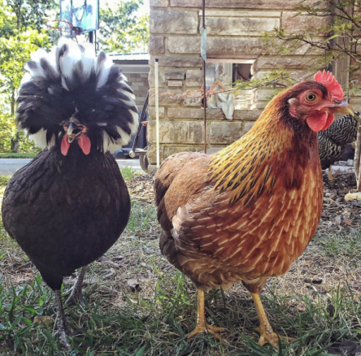 Little Fo Peep and her Poofy Polish Feathers