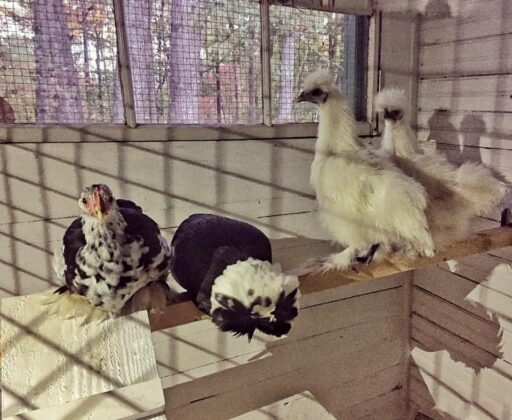 Fo and the Kiddie Table - Mottled Cochin Chicks and Silkies at roost 