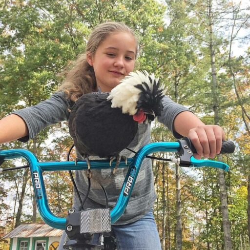 chicken riding a bike