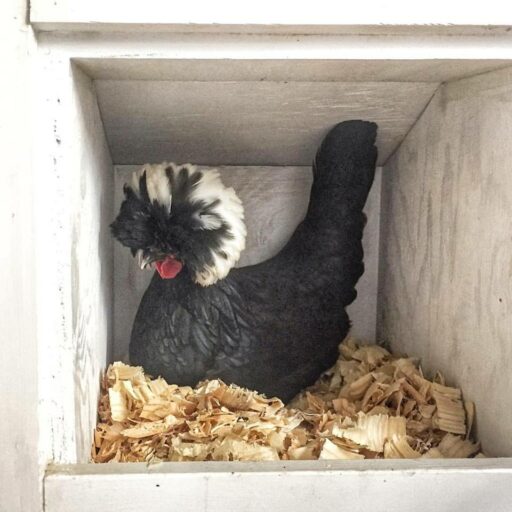 Do Not Forget to Look Up - Foshizzle the Polish Hen in her Nesting Box 