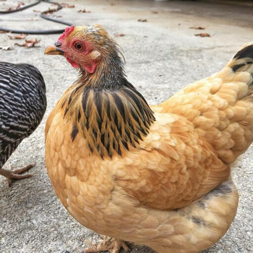 Buff Brahma CHicken Molting