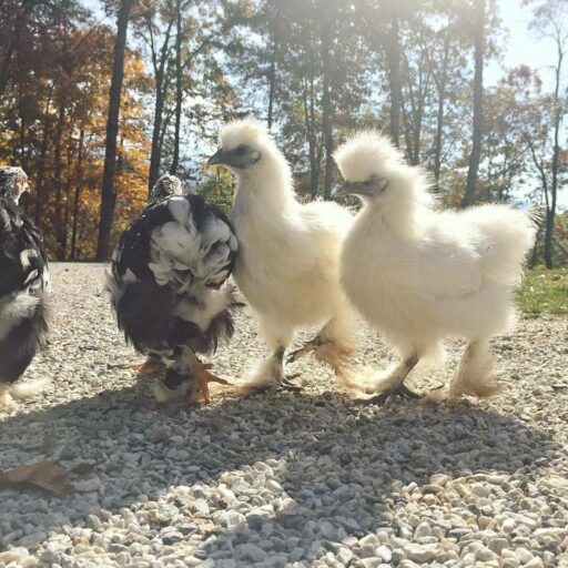 silkiechicks