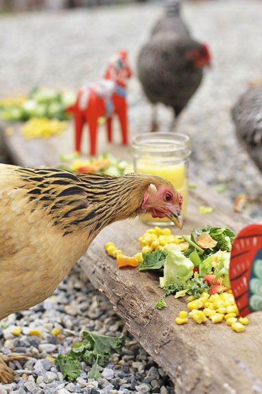 Thanksgiving for Chickens