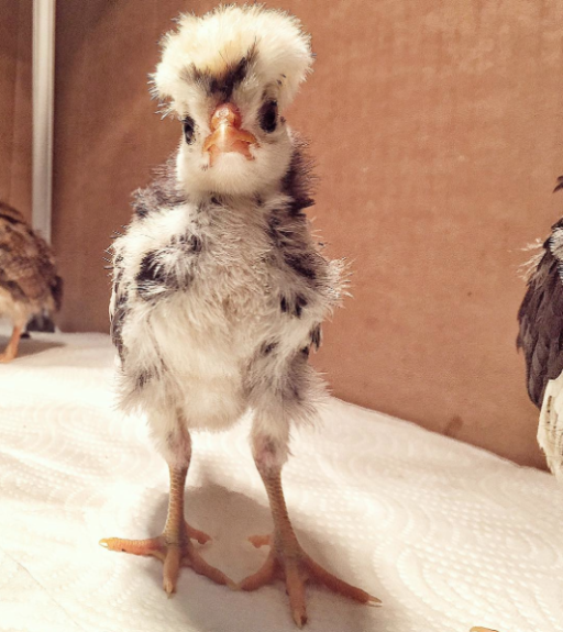 Foshizzle from the coop on hospital hill with her heart feathers on her head 