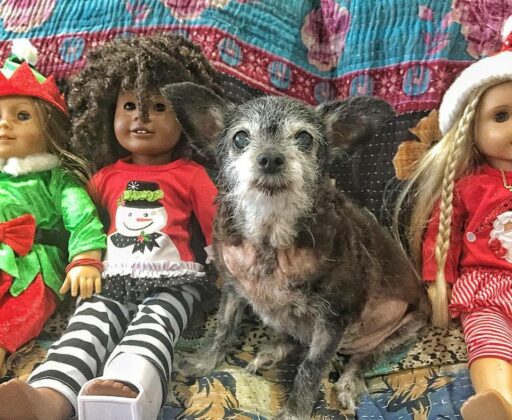 Happy the Dog and her American Girl Doll Friends