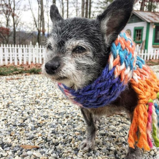 Senior Dog Adoption / Rescue Dog - Happy the Happiest Dog