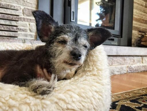 Stories about old dogs - Happy the Happiest Dog - Our Senior Dog Adoption 