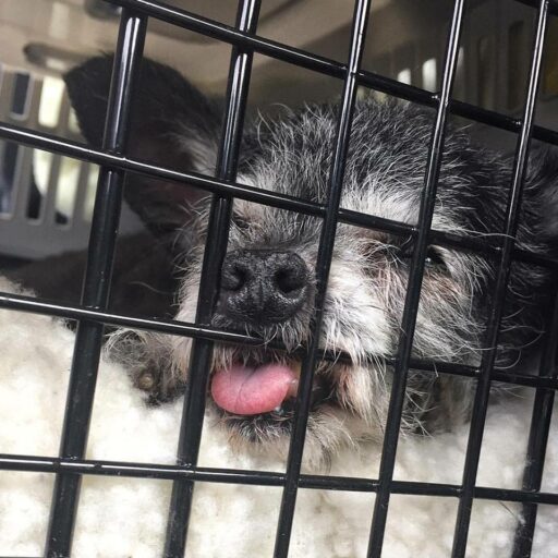 Shelter dog - crate