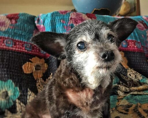 Happy the Senior Rescue Dog