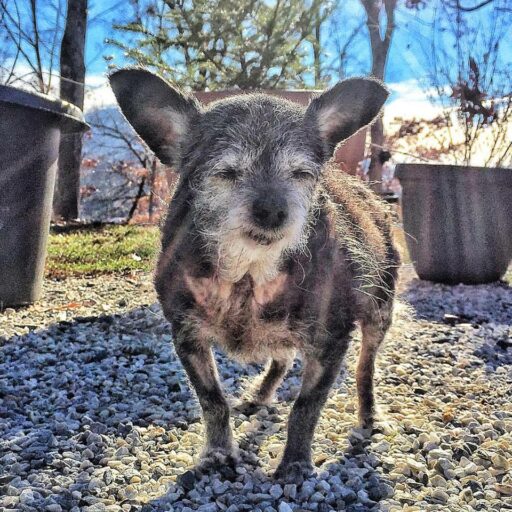 There Is Sunshine in My Soul Today - Happy the Happiest Dog - Rescue Senior Dog 