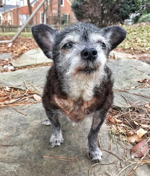 Rescue dog story - Shelter dog - older dog