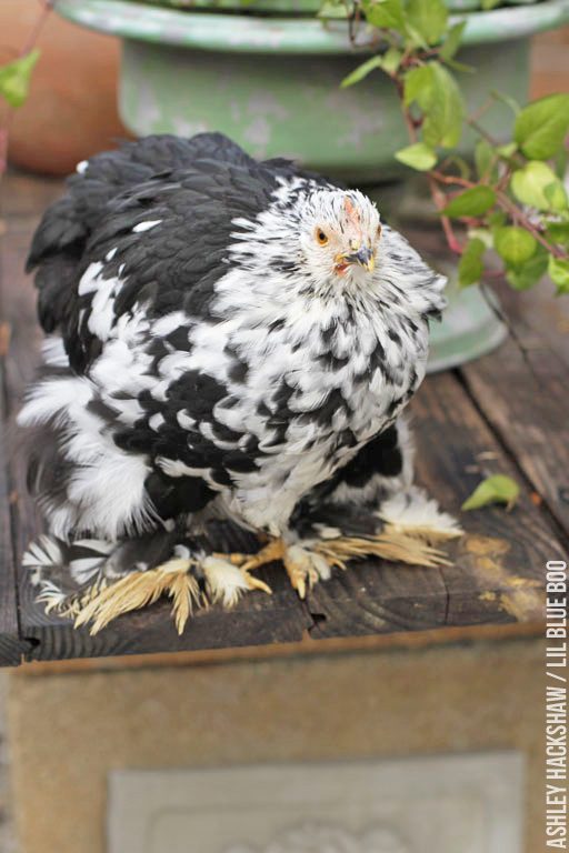 chickens with feathered feet