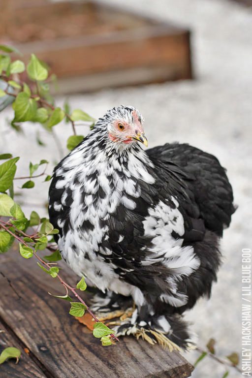 Raising chickens for fresh eggs - Backyard Chickens - Mottled Cochins 