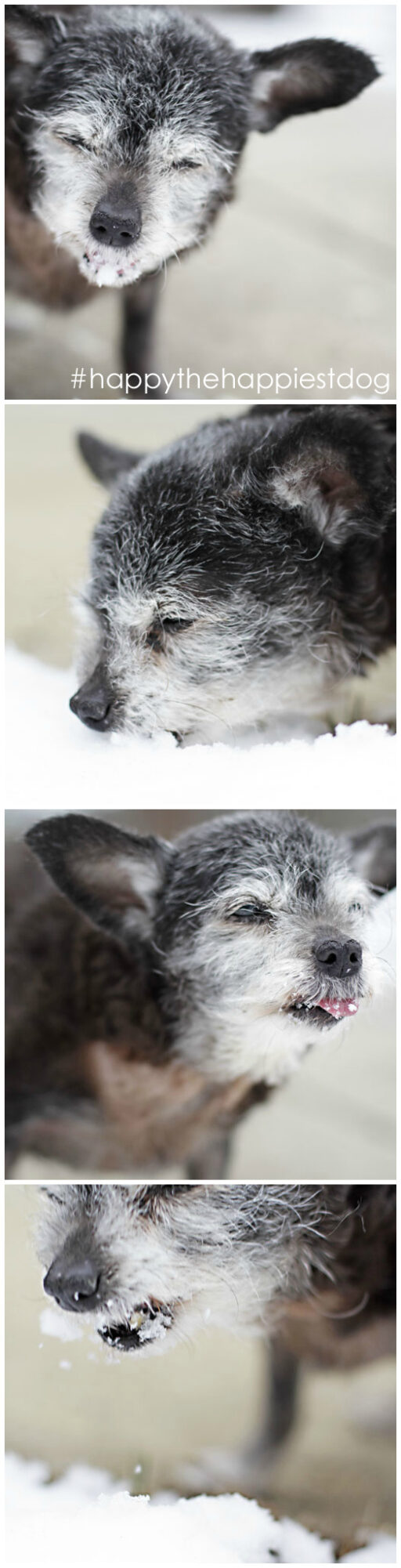 Happy the Happiest Dog - Senior Rescue - Dog Adoption