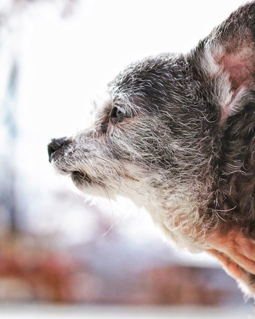 Happy My Spirit Animal - Senior rescue dog channeling her wolf ancestry 