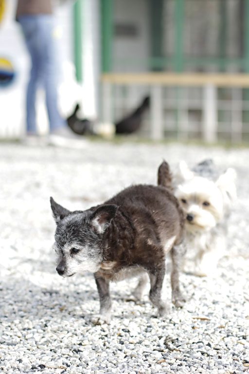 Senior Dog Adoption Story - Happy