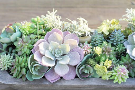 succulentarrangement5