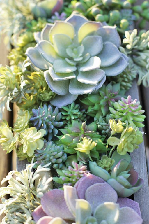 How to make a succulent arrangement 