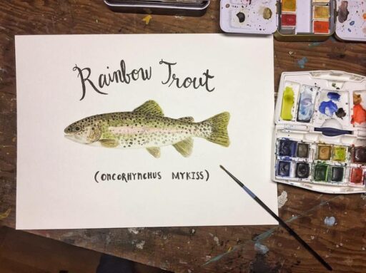 Daily Painting - Rainbow Trout - Watercolor 