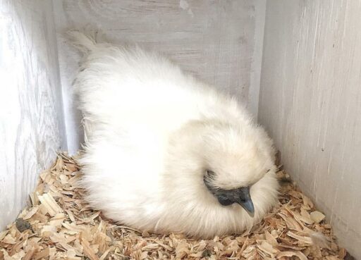 The Broody Bunch - More Chicken Chronicles - Broody chickens - Broody Silkie Hen  