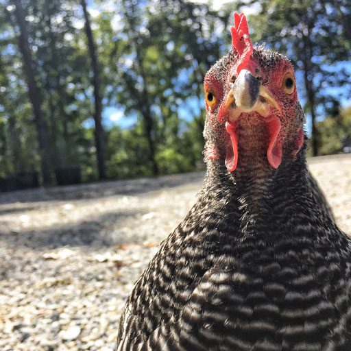 Broody Barred Rock Chicken