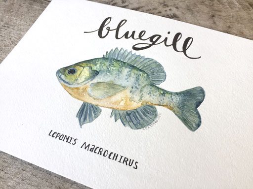 Bluegill Freshwater Fish Watercolor - Ashley Hackshaw - 365 Project - Daily Painting 