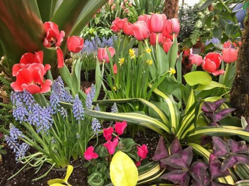 Spring at the Biltmore Estate in Asheville - Conservatory Blooms 