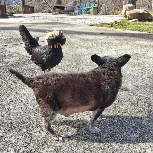 Dog and a Chicken are Best Friends