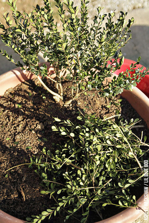 Making a bonsai tree for a fairy garden