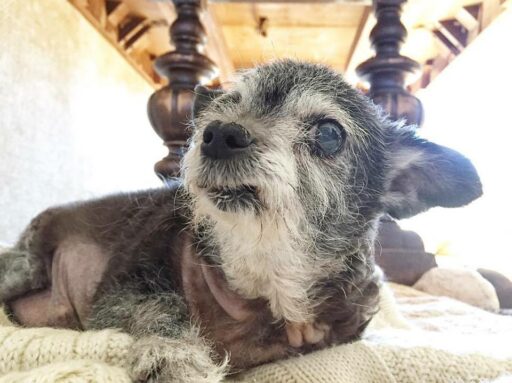 Happy the Happiest Dog - The Many Expressions of Happy - Our Senior Rescue Dog