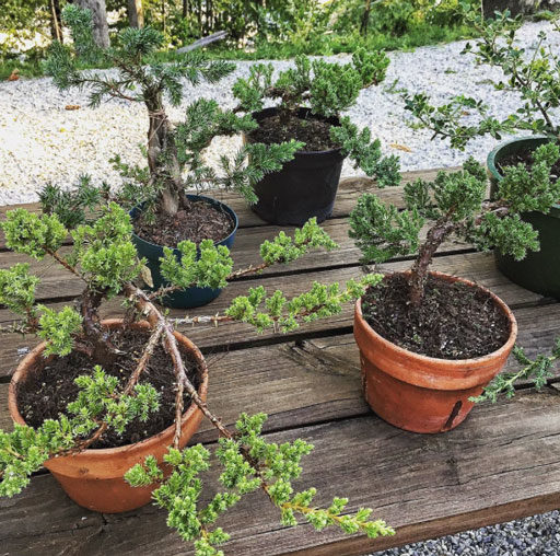 bonsai trees