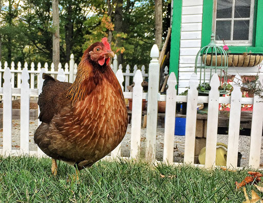 Raising chickens in urban setting