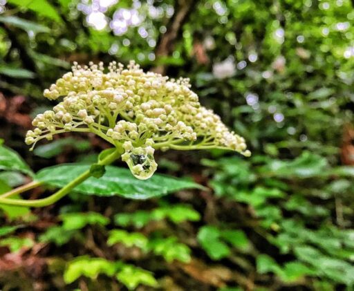 Start of Summer - spring flowers in the smokies