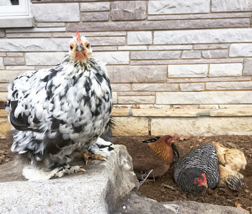 Mottled Cochin Bantam Chicken