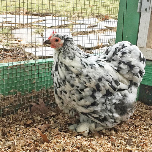 The Chicken Chronicles - Popcorn the Miracle Chicken