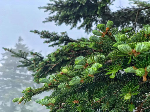 Clingmans Dome Spruce Fir Tree