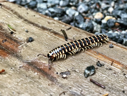 Centipede Smoky Mountains