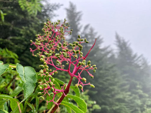 Elderberry Fuschia branches