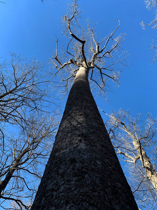 yce Kilmer Memorial Forest and 400 Year Old Trees